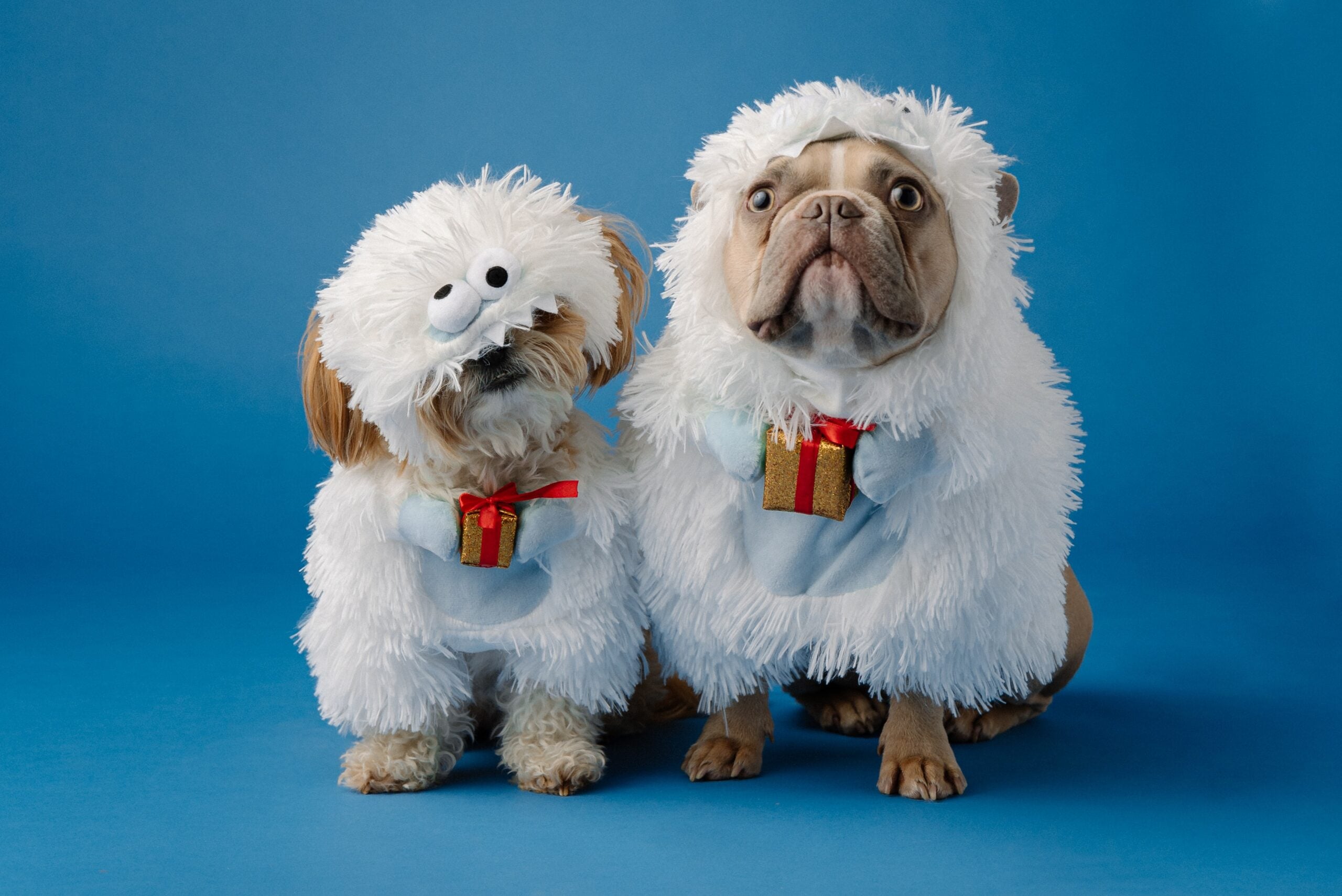 6 Guides to Purr-fect Pet Photography 1 karsten winegeart gMskl uoc unsplash scaled