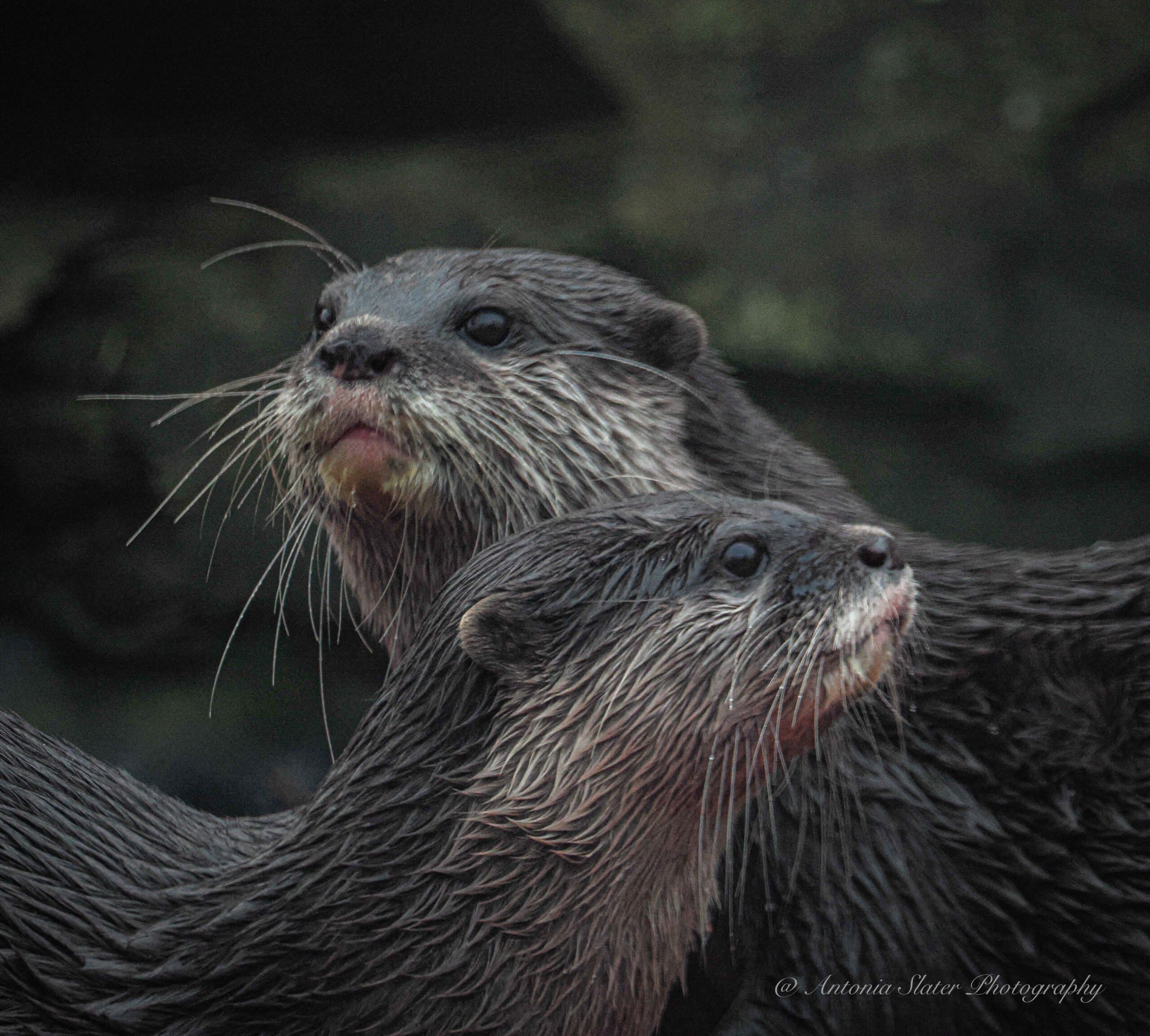 Nature, Gigs, and Multiple Exposures – The Diverse World of Toni Slater 1 Week 47 Nature otter final copy scaled