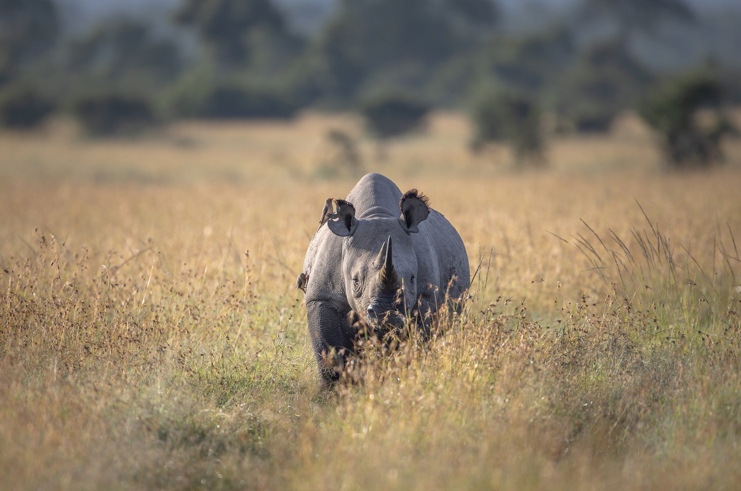 Chasing Cheetahs and Exploring Alison Mees’ Passion for Wildlife and Conservation 8 Black Rhino