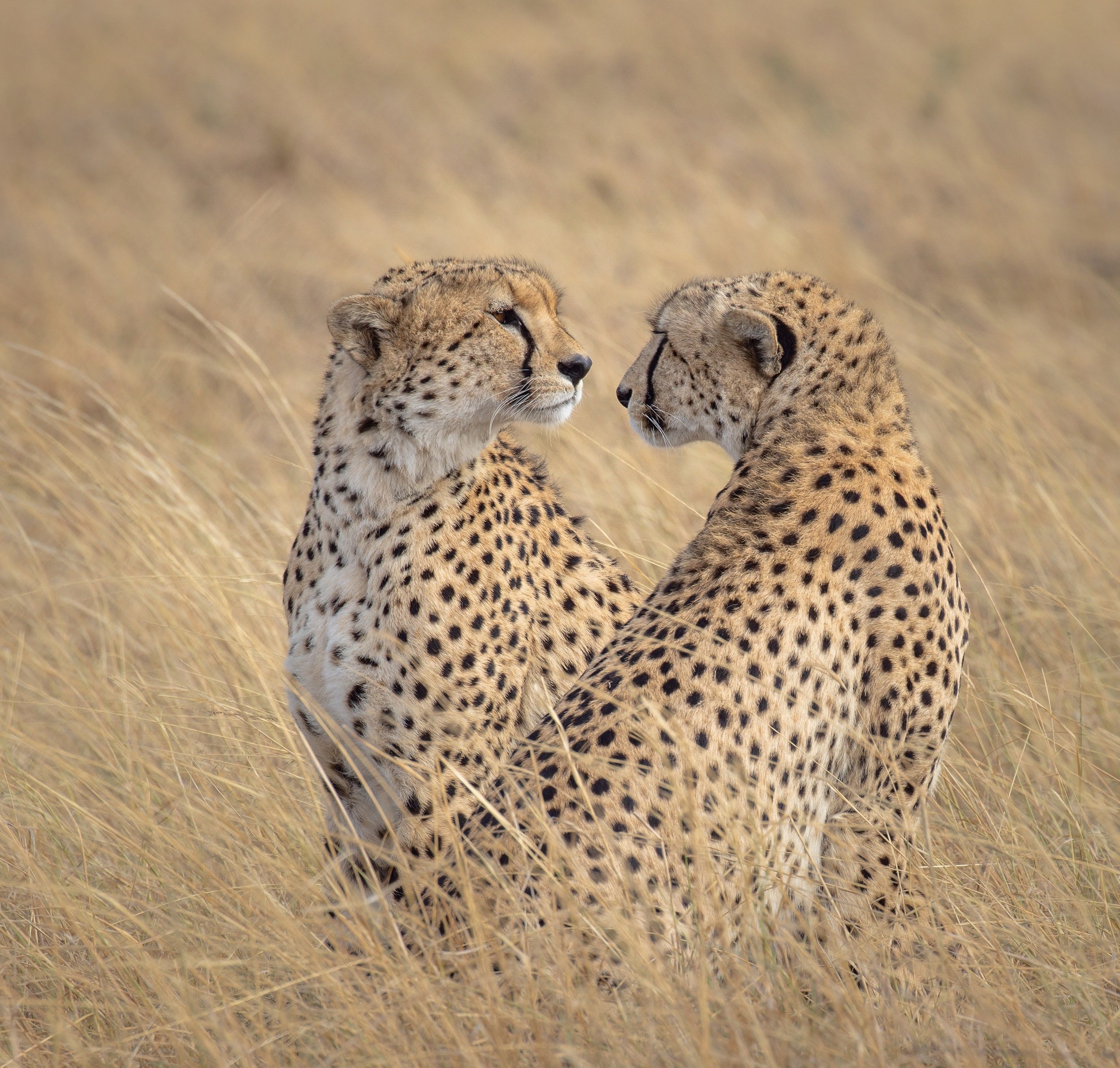 Chasing Cheetahs and Exploring Alison Mees’ Passion for Wildlife and Conservation 3 Brotherly Love