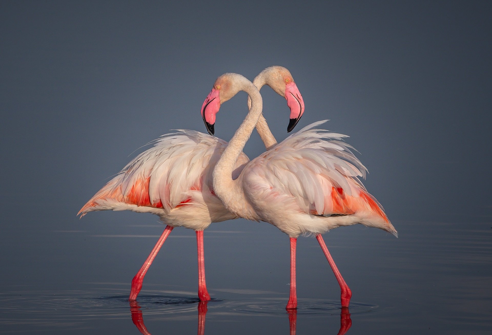 Chasing Cheetahs and Exploring Alison Mees’ Passion for Wildlife and Conservation 2 Flamingo Dance