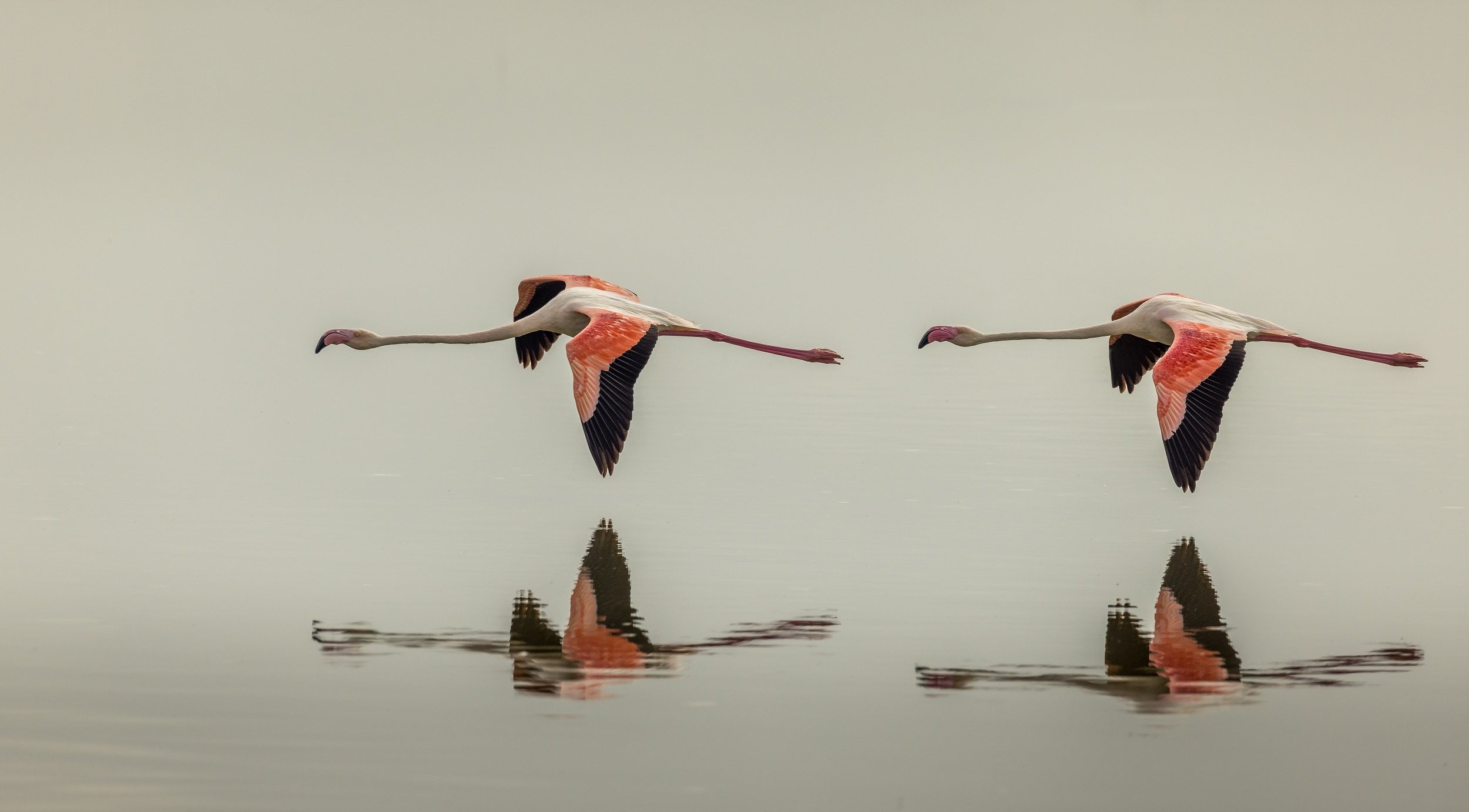 Chasing Cheetahs and Exploring Alison Mees’ Passion for Wildlife and Conservation 7 Flamingoes in Flight