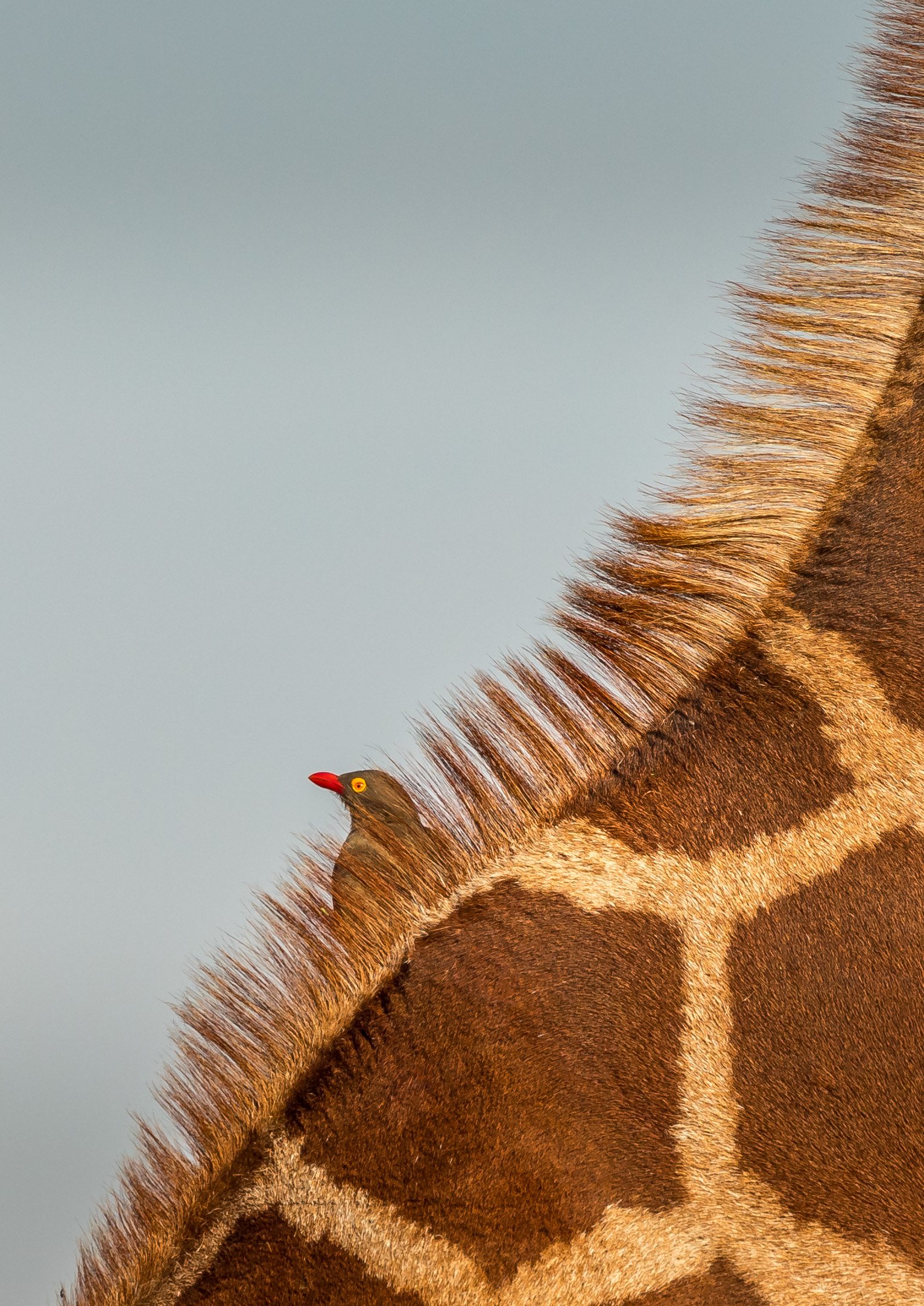 Chasing Cheetahs and Exploring Alison Mees’ Passion for Wildlife and Conservation 5 Peek A Boo