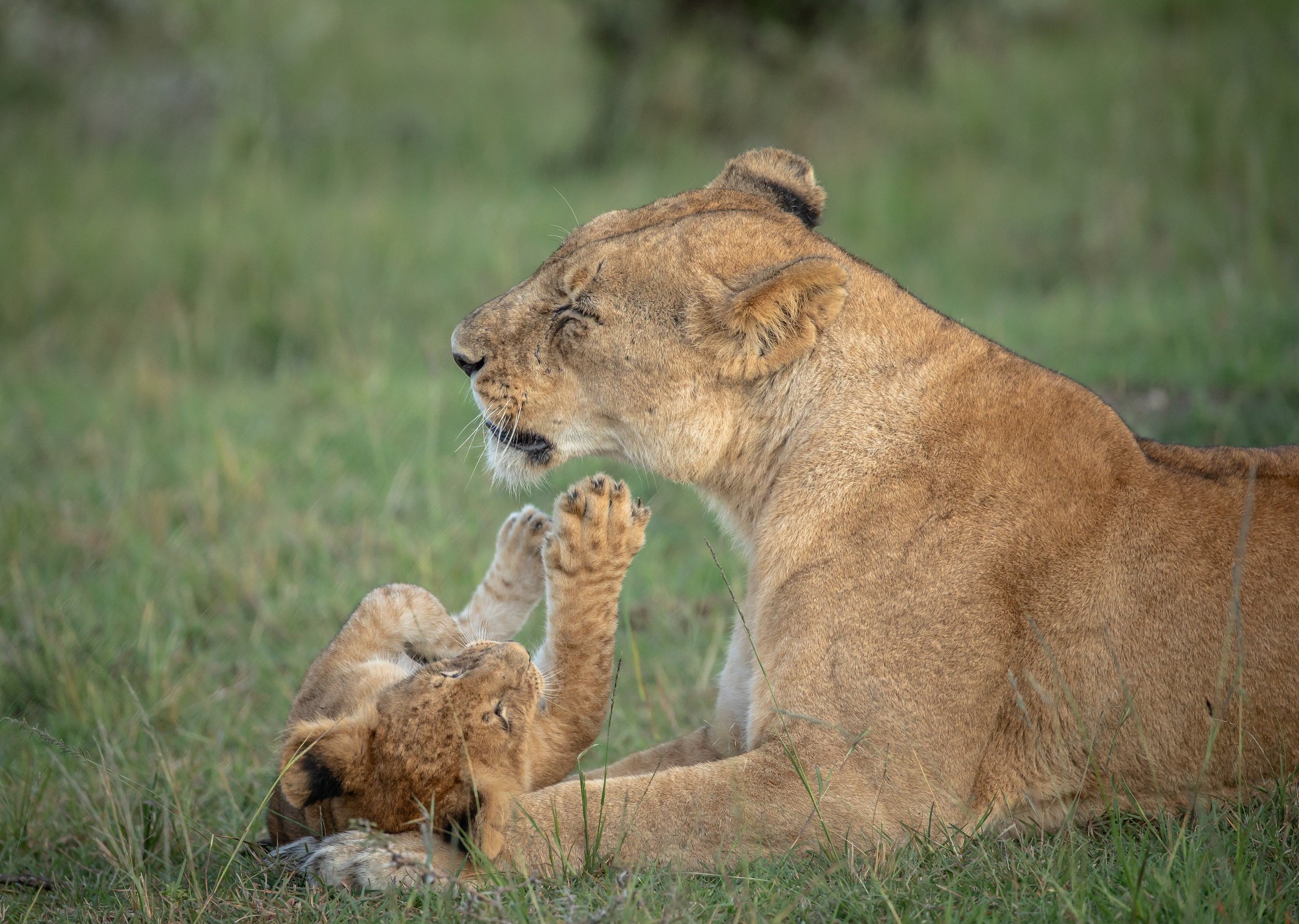 Chasing Cheetahs and Exploring Alison Mees’ Passion for Wildlife and Conservation 4 Playtime
