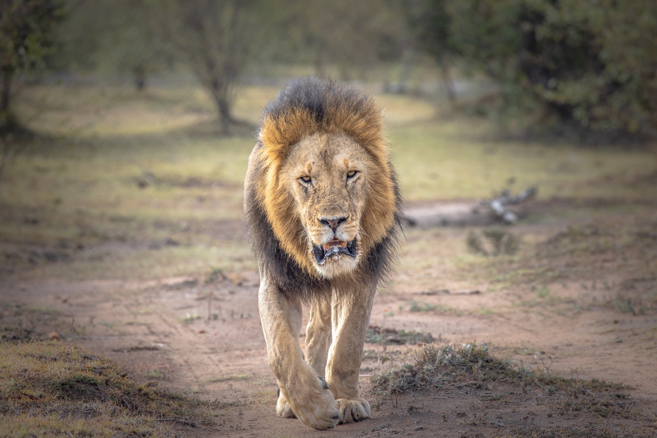 Chasing Cheetahs and Exploring Alison Mees’ Passion for Wildlife and Conservation 1 The King