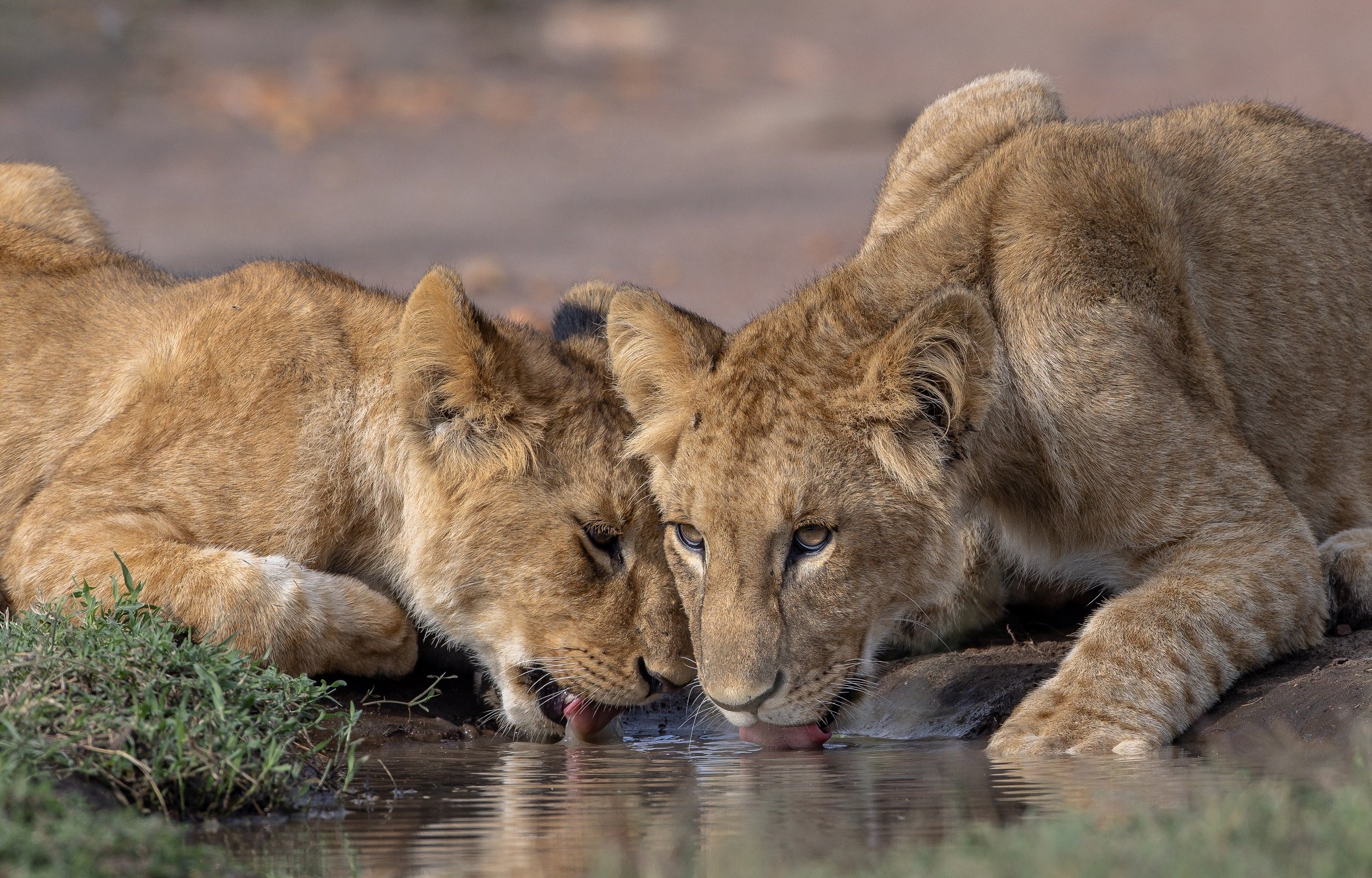 Chasing Cheetahs and Exploring Alison Mees’ Passion for Wildlife and Conservation 6 Thirsty