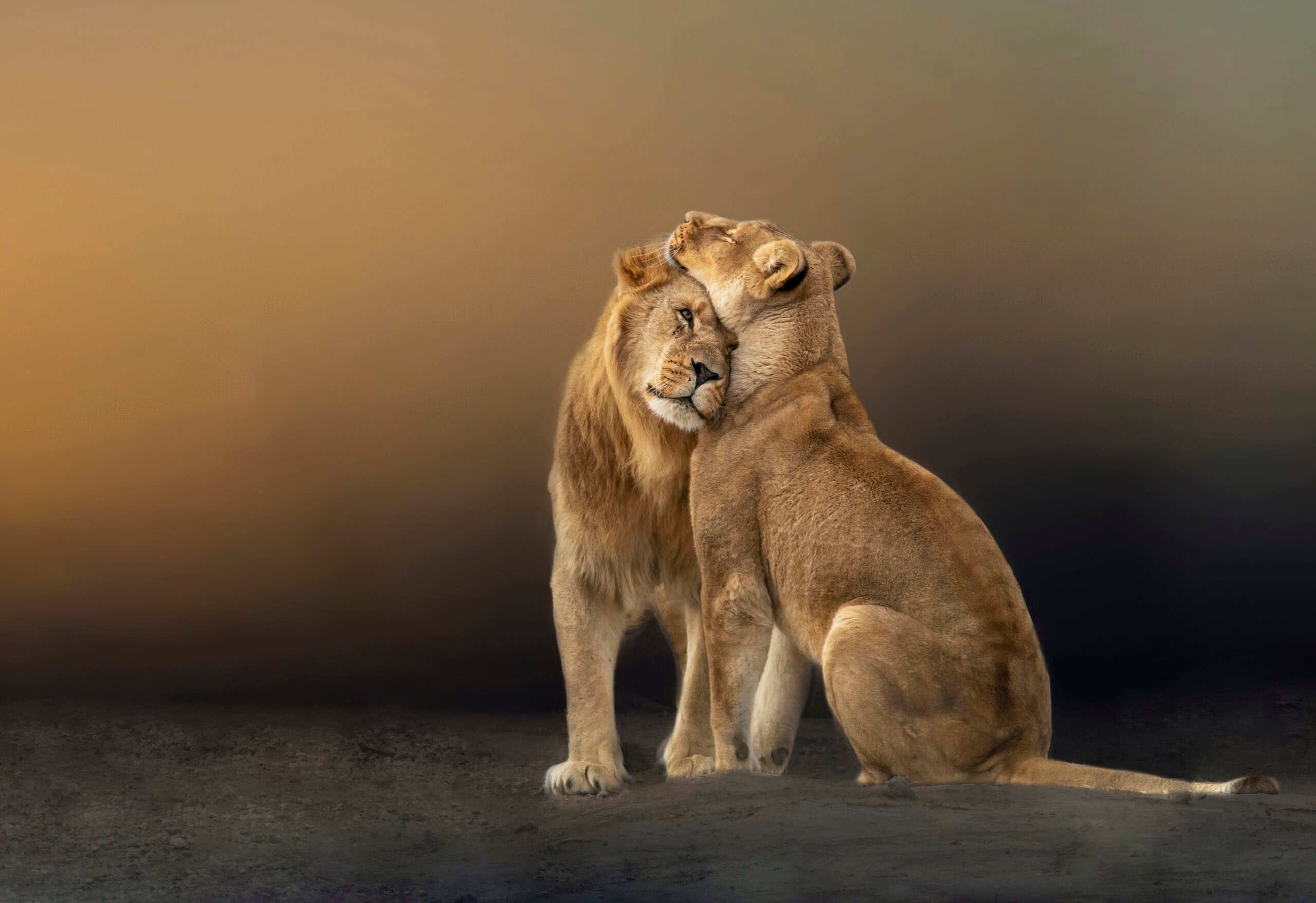LionsV1 scaled